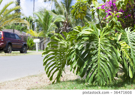 Hawaii Waimanalo Monstera - Stock Photo [36471608] - PIXTA
