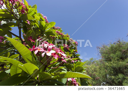夏威夷植物園雞蛋花 夏威夷植物園雞蛋花 36471665