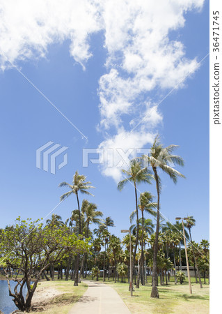 夏威夷阿拉莫阿納 夏威夷阿拉莫阿納 36471745