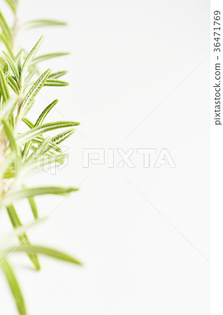 新鮮的迷迭香 新鮮的迷迭香 36471769