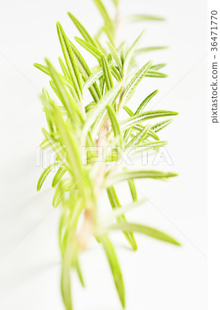 新鮮的迷迭香 36471770