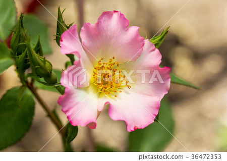 Pink Rose on the Branch in the Garden 36472353