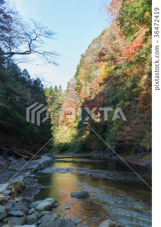 在Yoro谷的秋葉 36472419