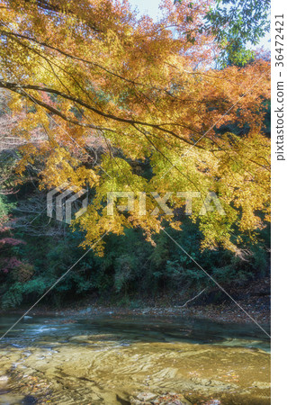 在Yoro谷的秋葉 在Yoro谷的秋葉 36472421