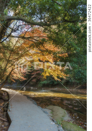 在Yoro谷的秋葉 36472422