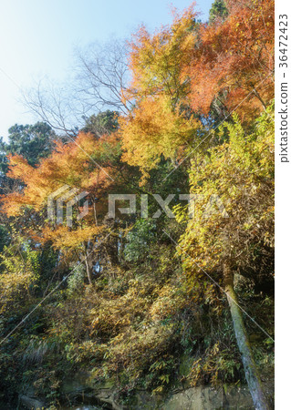 在Yoro谷的秋葉 36472423