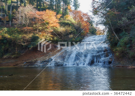 Yoro谷，Shibamata瀑布和色的葉子 36472442