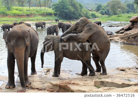 在Pinnawala大象孤兒院交配大象 36472516