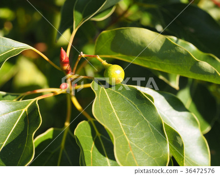 Kusunokoromon 36472576