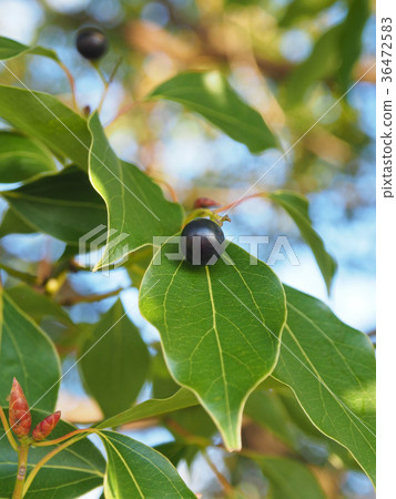樟樹的果實 36472583