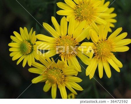 Shimakagiku 36472592