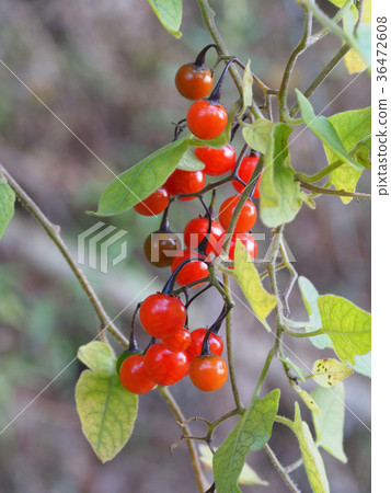 鵯漏斗 鵯漏斗 36472608