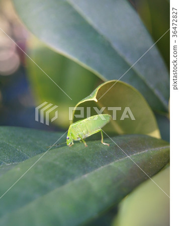 Minamino bug Minamino bug 36472827