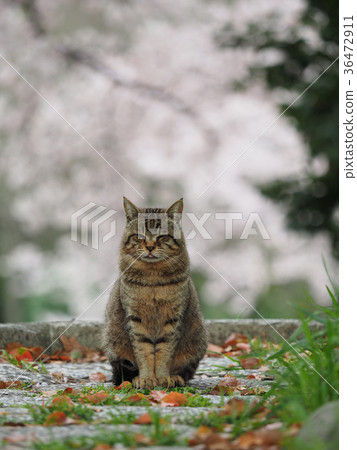 桜と猫 桜と猫 36472911