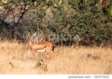 Indian Gazelle or Chinkara, Gazella bennettii 36473025