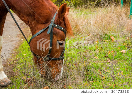 Head of a horse eating grass Head of a horse eating grass 36473218