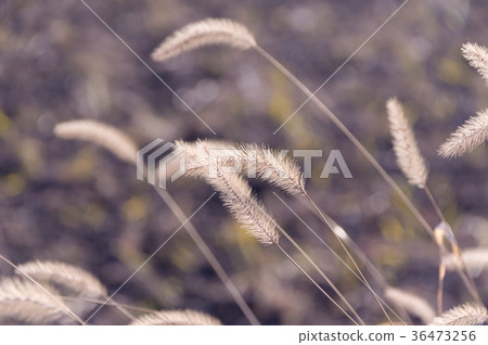 枯萎的貓 枯萎的貓 36473256