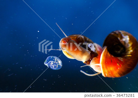 small aquarium snail mom and her offspring eggs small aquarium snail mom and her offspring eggs 36473281