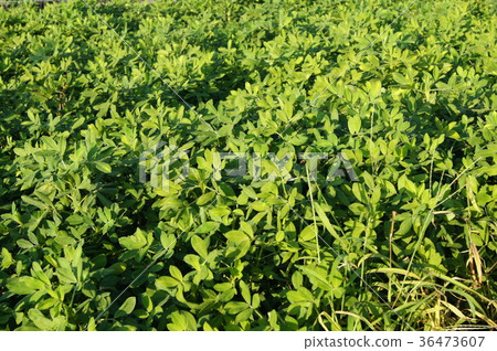 Peanut field Peanut field 36473607