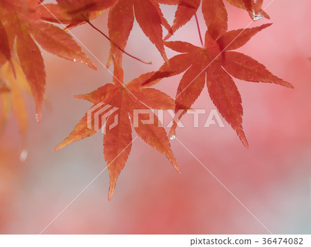 Autumn leaves start to color 36474082
