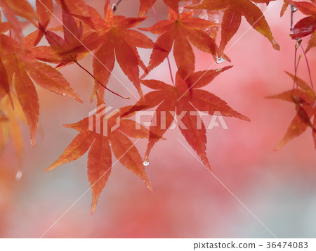 Autumn leaves start to color 36474083