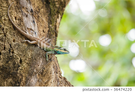 Chameleon on the tree. Chameleon on the tree. 36474220