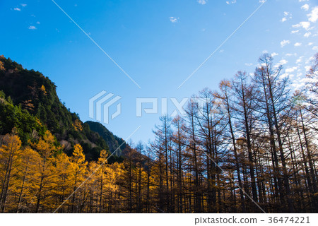 Pine tree in autumn at Kamikochi Pine tree in autumn at Kamikochi 36474221