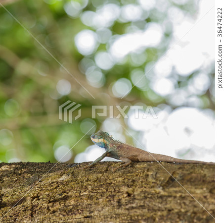 Chameleon on the tree. Chameleon on the tree. 36474222