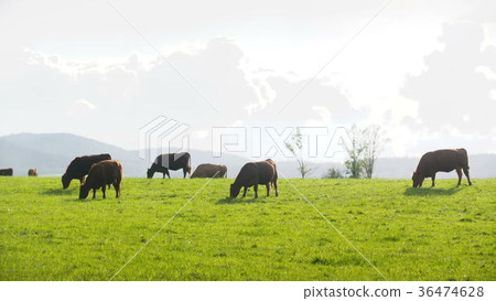 Cows grazing in a valley in new zealand 36474628