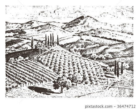 rustic vineyard. rural landscape with houses rustic vineyard. rural landscape with houses 36474712