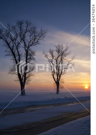 Snowy landscape in the Alblasserwaard Snowy landscape in the Alblasserwaard 36474854