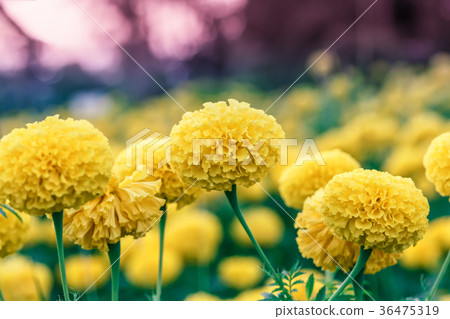 marigold flowers in the garden blur 36475319