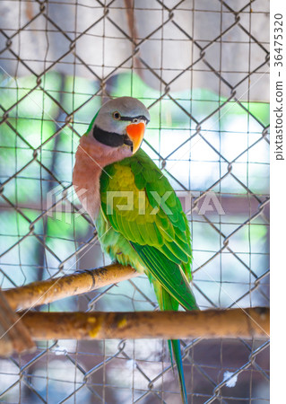 Closeup on parrots green in a cage 36475320