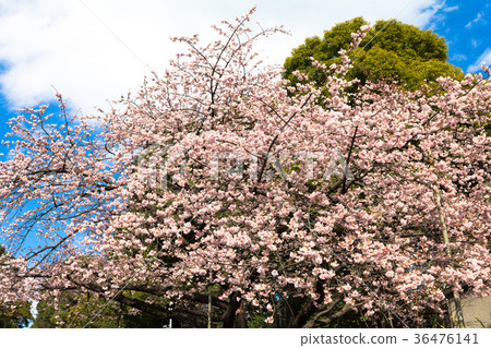 上野公園的大冷櫻花 上野公園的大冷櫻花 36476141