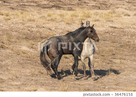 Wild Horse Stallions Fighting Wild Horse Stallions Fighting 36476158