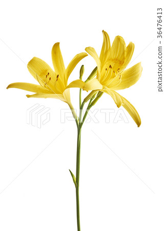 Flower yellow lily Flower yellow lily 36476413