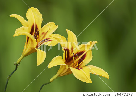 Two yellow lily flower Two yellow lily flower 36477178