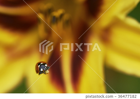 Ladybug on flower lily Ladybug on flower lily 36477182