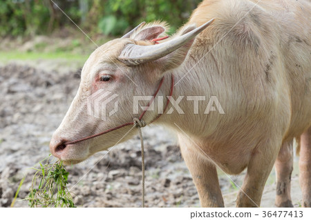 White buffalo is eating grass. White buffalo is eating grass. 36477413