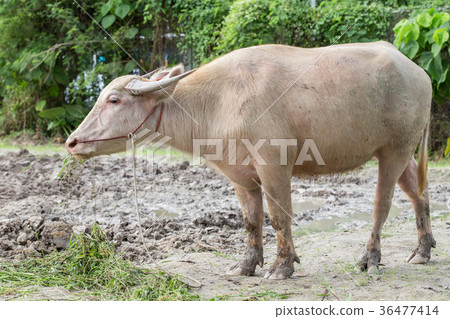 White buffalo is eating grass. White buffalo is eating grass. 36477414