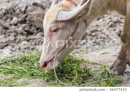 White buffalo is eating grass. White buffalo is eating grass. 36477415