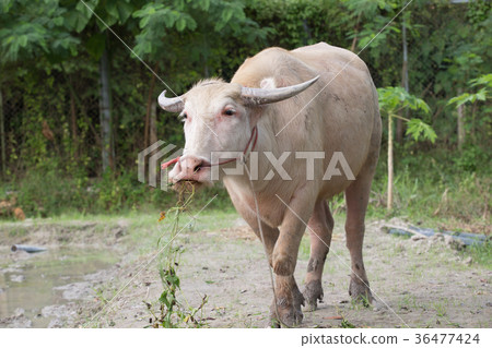 White buffalo is eating grass. White buffalo is eating grass. 36477424