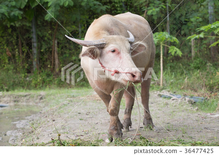 White buffalo is eating grass. 36477425