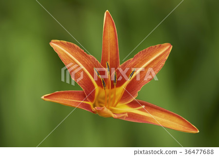 One orange lily flower One orange lily flower 36477688