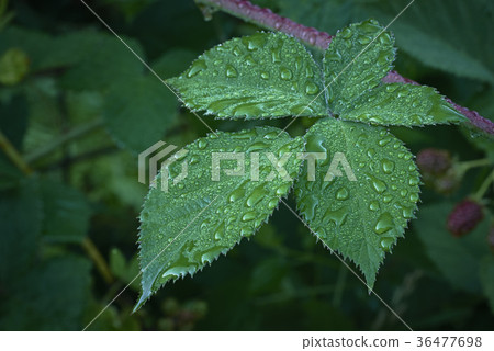One blackberry leaves 36477698