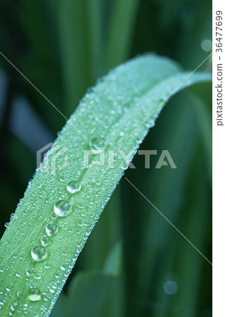 Dewy grass Dewy grass 36477699