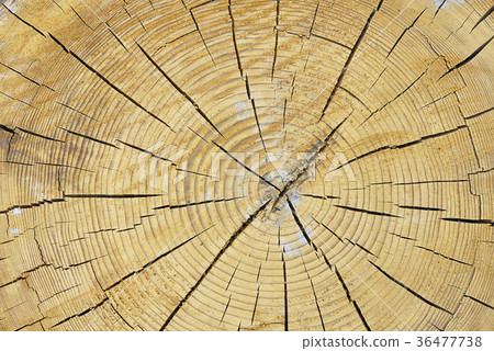 Cutting a tree trunk Cutting a tree trunk 36477738