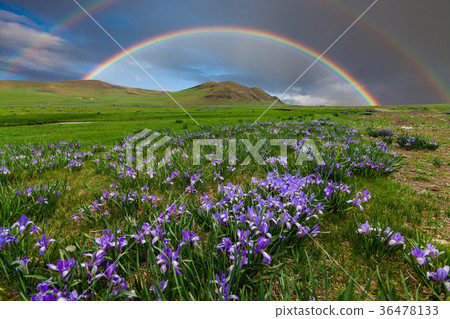 Mountain landscape with a rainbow over flowers Mountain landscape with a rainbow over flowers 36478133