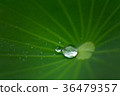 Water drop on lotus leaf in nature 36479357