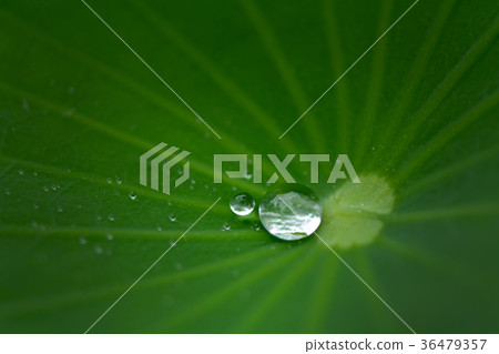 Water drop on lotus leaf in nature 36479357